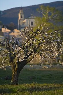 Fruit tree in bloom, Jesuit style church of Saint Antonin build in 1702, Bedoin, Comtat Venaissin