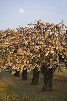 Images Dated 12th April 2006: Fruit trees in bloom, Comtat Venaissin, Vaucluse, Provence, France