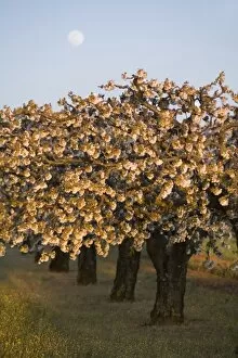 Fruit trees in bloom, Comtat Venaissin, Vaucluse, Provence, France