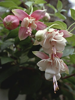 Blooms Prints: Fuchsia blooms