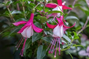 Select Focus Prints: Fuchsia plant