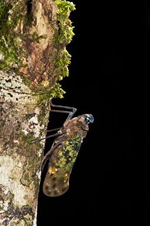 Biology Prints: Fulgoroid plant-hopper (Flatidae), Yasuni National Park, Amazon Rainforest, ECUADOR