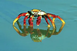 Janet Muir Prints: Full-frame of a sally-lightfoot crab with reflection