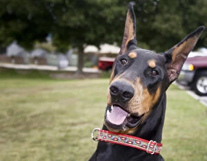 Images Dated 16th October 2007: Fun photo of a Doberman Pinscher at a park
