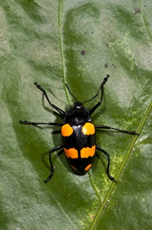 Biology Prints: Fungus Beetle (fam. Erotylidae), Yasuni National Park, Amazon Rainforest, ECUADOR