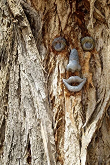 Funny face on a tree trunk, Gallup, New Mexico, USA