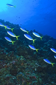 Images Dated 11th January 2006: Fusiliers (Caesio tile), Palau, Micronesia, Rock Islands, World Heritage Site, Western