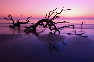 Twilight Prints: GA Jekyll Island, Tree graveyard on beach at twilight