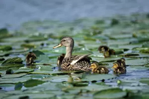 Images Dated 11th November 2005: gadwall, Anas strepera, female with clutch of young, in lilly pads, Lake Washington