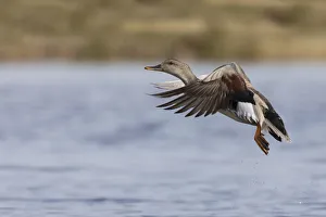 Images Dated 25th April 2017: Gadwall drake flying