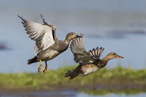 Gadwall Prints: Gadwall pair flying