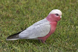 New South Wales Prints: Galah (Cacatua roseicapilla), Nambucca Heads, New South Wales, Australia