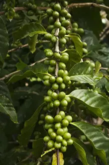 Coffee Prints: Galapagos Coffee. Shade grown under endemic Scalesia pedunulata trees for export