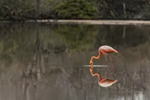 Galapagos Flamingo or Caribbean flamingo, Flamingo Lagoon, Punta Cormorant. Floreana Island, Galapagos Isalnds, Ecuador