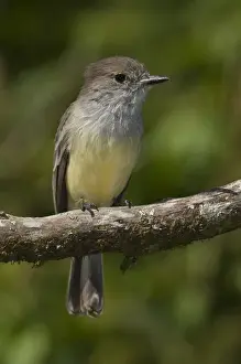Images Dated 1st July 2008: Galapagos Flycatcher (Myiarchus magnirostris) Santiago Island, GALAPAGOS ISLANDS