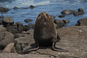 Images Dated 9th September 2008: Galapagos Fur Seal (Arctocephalus galapagoensis) Cabo Douglas, Fernandina Island