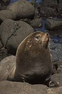 Images Dated 9th September 2008: Galapagos Fur Seal (Arctocephalus galapagoensis) Cabo Douglas, Fernandina Island