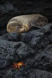 Images Dated 12th December 2014: Galapagos Fur Seal (Arctocephalus galapagoensis) GALAPAGOS ISLANDS