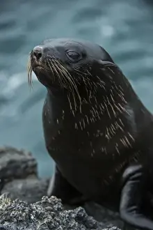 Images Dated 12th December 2014: Galapagos Fur Seal (Arctocephalus galapagoensis) GALAPAGOS ISLANDS