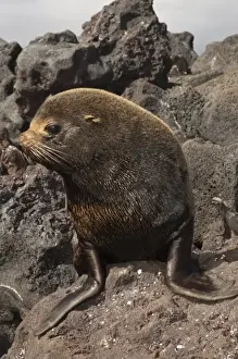 Images Dated 9th September 2008: Galapagos Fur Seal (Arctocephalus galapagoensis) sitting on lava Cabo Hammond