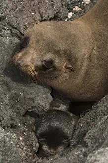 Images Dated 9th September 2008: Galapagos Fur Seal and Pup (Arctocephalus galapagoensis) Cabo Douglas, Fernandina Island