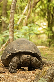 Prints of Galapagos giant tortoise, Galapagos Islands, Ecuador, South America Images Dated 2024 December: Galapagos giant tortoise, Galapagos Islands, Ecuador, South America