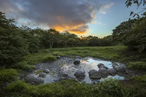 South America Prints: Galapagos giant tortoise gathering in small pond at sunset