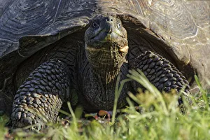 South America Prints: Galapagos giant tortoise. Genovesa Island, Galapagos Islands, Ecuador
