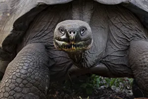 Tortoise Prints: Galapagos giant tortoise. Genovesa Island, Galapagos Islands, Ecuador