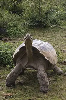 Galapagos Giant Tortoise (Geochelone elephantophus vandenburghi) Alcedo Volcano crater floor