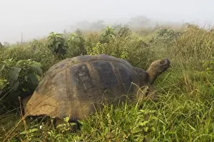 Images Dated 17th May 2008: Galapagos Giant Tortoise (Geochelone elephantophus vandenburghi) on rim of volcano