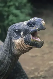 Talk Prints: Galapagos Giant Tortoise (Geochelone elephantopus) Captive, Charles Darwin Research Center