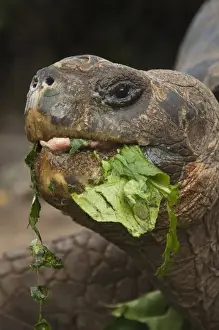 Galapagos Giant Tortoises (Geochelone elephantophus) CDRS, Charlse Darwin Research Station