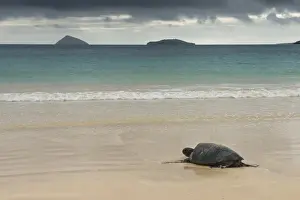 Images Dated 7th December 2014: Galapagos Green Sea Turtle (Chelonia mydas agassizi) Nesting Female Floreana Island