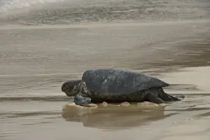 Images Dated 7th December 2014: Galapagos Green Sea Turtle (Chelonia mydas agassizi) Nesting Female Floreana Island