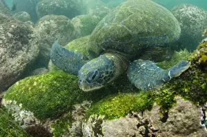 Images Dated 9th December 2014: Galapagos Green Sea Turtle (Chelonia mydas agassizi) underwater GALAPAGOS ISLANDS