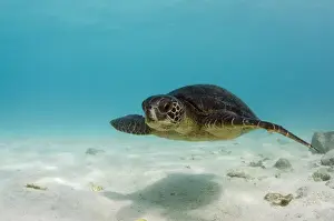 Galapagos Green Sea Turtle (Chelonia mydas agassizi) underwater GALAPAGOS ISLANDS