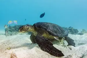 Images Dated 18th December 2014: Galapagos Green Sea Turtle (Chelonia mydas agassizi) underwater GALAPAGOS ISLANDS