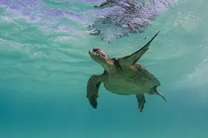 Images Dated 18th December 2014: Galapagos Green Sea Turtle (Chelonia mydas agassizi) underwater GALAPAGOS ISLANDS