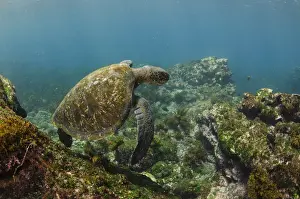 Images Dated 11th December 2014: Galapagos Green Sea Turtle (Chelonia mydas agassizi) underwater GALAPAGOS ISLANDS