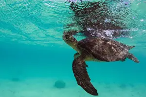 Images Dated 18th December 2014: Galapagos Green Sea Turtle (Chelonia mydas agassizi) underwater GALAPAGOS ISLANDS