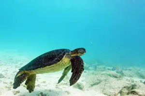 Subspecies Prints: Galapagos Green Sea Turtle (Chelonia mydas agassizi) underwater GALAPAGOS ISLANDS