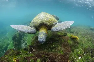 Images Dated 10th December 2014: Galapagos Green Sea Turtle (Chelonia mydas agassizi) underwater GALAPAGOS ISLANDS