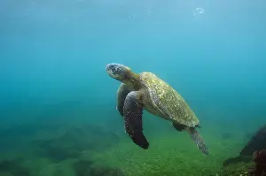 Images Dated 10th December 2014: Galapagos Green Sea Turtle (Chelonia mydas agassizi) underwater GALAPAGOS ISLANDS