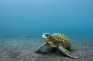Images Dated 11th December 2014: Galapagos Green Sea Turtle (Chelonia mydas agassizi) underwater GALAPAGOS ISLANDS