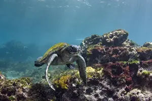 Images Dated 11th December 2014: Galapagos Green Sea Turtle (Chelonia mydas agassizi) underwater GALAPAGOS ISLANDS