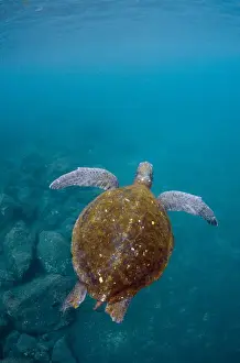 Images Dated 11th December 2014: Galapagos Green Sea Turtle (Chelonia mydas agassizi) underwater GALAPAGOS ISLANDS