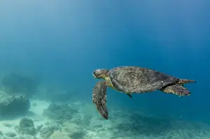 Images Dated 18th December 2014: Galapagos Green Sea Turtle (Chelonia mydas agassizi) underwater GALAPAGOS ISLANDS