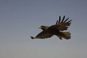 Scavenge Prints: Galapagos Hawk (Buteo galapagoensis) Punta Cevallos