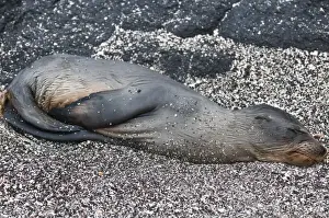 Images Dated 11th April 2010: Galapagos Islands, Ecuador. Baby Galapagos sea lion (Zalophus wollebaeki), Espinosa Point